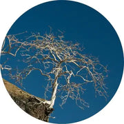 Palo Santo Essential Oil - Living Libations