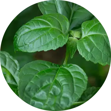 Patchouli Essential Oil - Living Libations