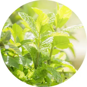 Peppermint Essential Oil - Living Libations