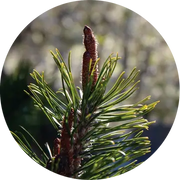Ponderosa Pine Cone Essential Oil - Living Libations