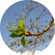 Poplar Bud Absolute - Living Libations