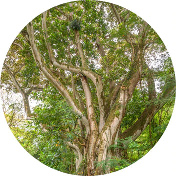 Sandalwood Royal Hawaiian Essential Oil - Living Libations