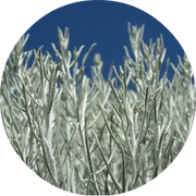 Sage Desert Essential Oil - Living Libations