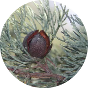 White Cypress Wood Essential Oil - Living Libations