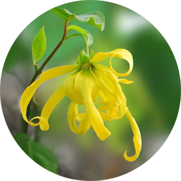 Ylang Complete Essential Oil - Living Libations