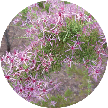 Australian Heather Essential Oil - Living Libations