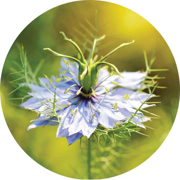 Black Cumin Seed Essential Oil - Living Libations