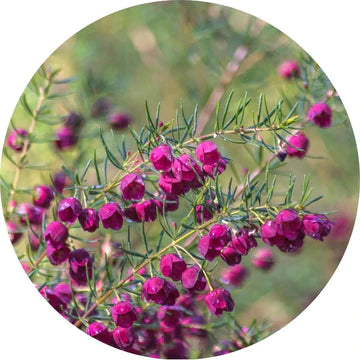 Boronia Absolute - Living Libations