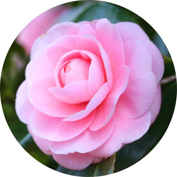 Camellia Carrier Oil - Living Libations