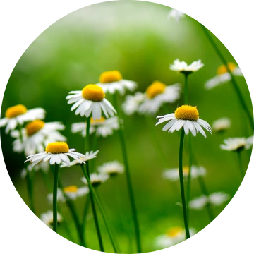 Chamomile German Essential Oil - Living Libations