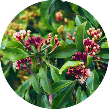 Clove Bud Essential Oil - Living Libations