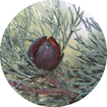 White Cypress Wood Essential Oil - Living Libations