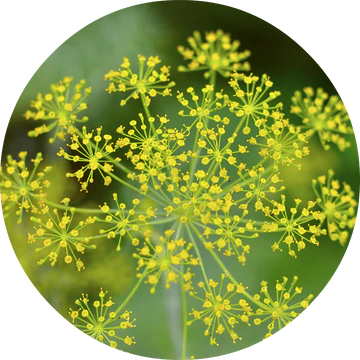 Dill Essential Oil - Living Libations