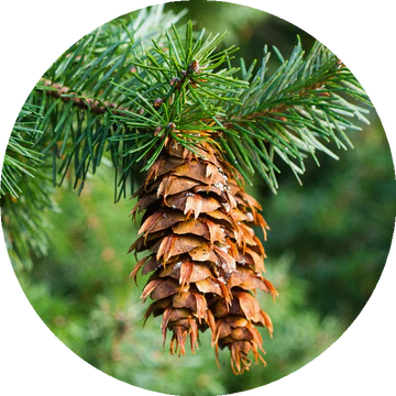 Douglas Fir Essential Oil - Living Libations