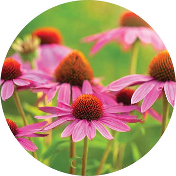 Echinacea Essential Oil - Living Libations