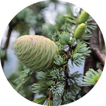 Cedar Essential Oil - Living Libations