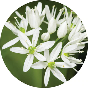 Garlic Essential Oil - Living Libations