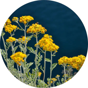 Immortelle Essential Oil - Living Libations