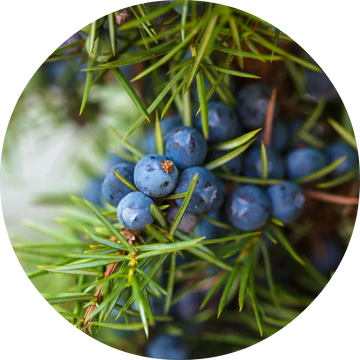 Juniper Berry Essential Oil - Living Libations