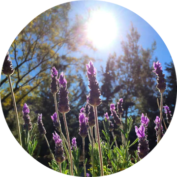 Lavender Alpine Essential Oil - Living Libations
