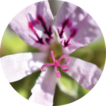 Geranium Lemon Essential Oil - Living Libations