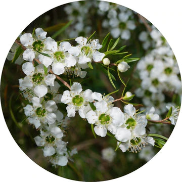 Lemon Tea Tree Essential Oil - Living Libations