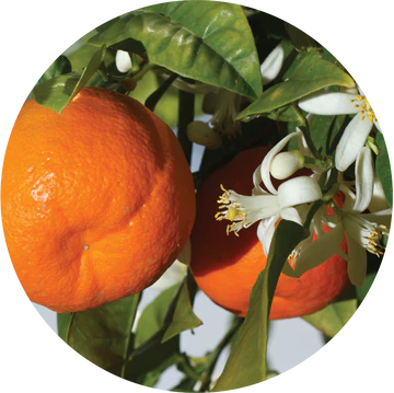 Mandarin Essential Oil - Living Libations