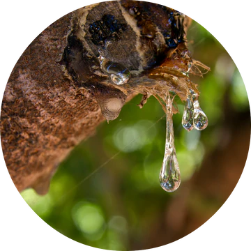 Mastic Essential Oil - Living Libations