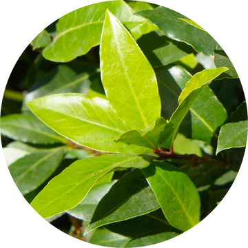 Moena Essential Oil - Living Libations