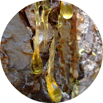 Myrrh Essential Oil - Living Libations