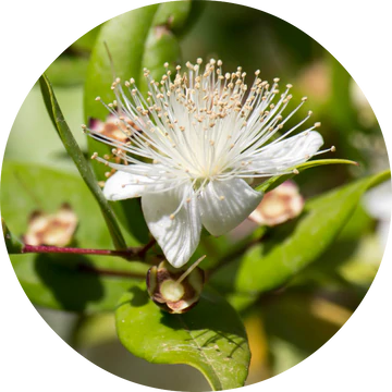 Myrtle Essential Oil - Living Libations