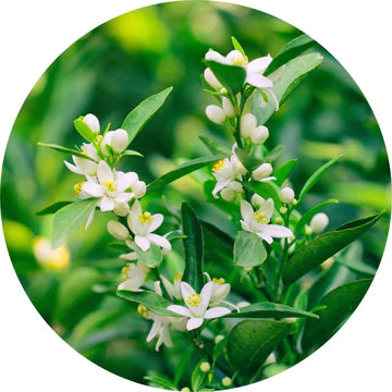 Neroli Essential Oil - Living Libations