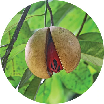 Nutmeg Essential Oil - Living Libations