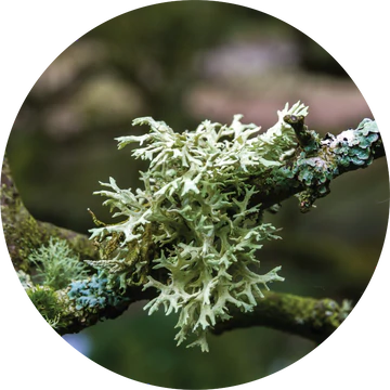 Oakmoss Absolute - Living Libations