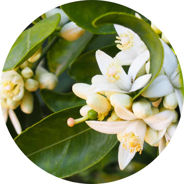 Orange Blossom Absolute - Living Libations