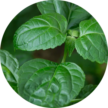 Patchouli Essential Oil - Living Libations