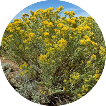 Rabbit Brush Essential Oil - Living Libations