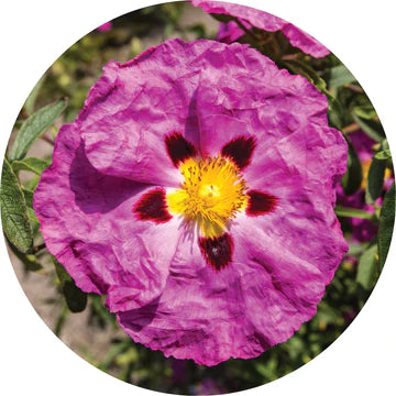 Rockrose Essential Oil - Living Libations