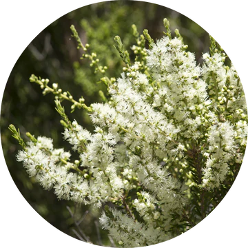 Rosalina Essential Oil - Living Libations