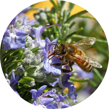 Rosemary Verbenone Essential Oil - Living Libations