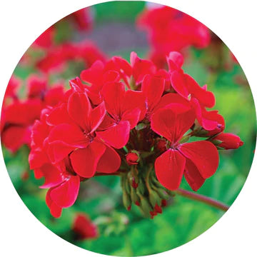 Roses Over Geranium Essential Oil - Living Libations