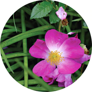 Roses Over Vetiver Essential Oil - Living Libations