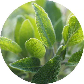 Sage Essential Oil - Living Libations