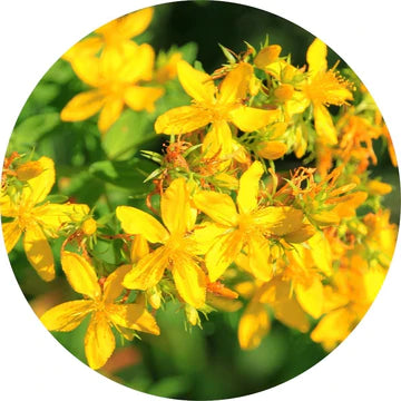 Saint Johnswort Essential Oil - Living Libations