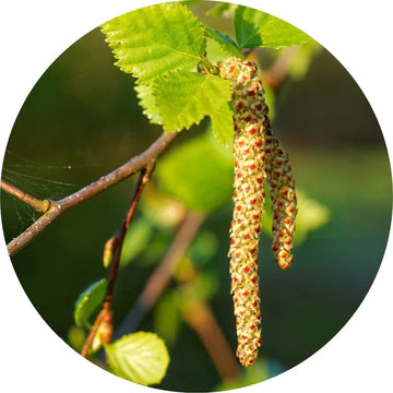 Sweet Birch Essential Oil - Living Libations