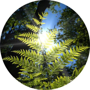 Sweet Fern Essential Oil - Living Libations