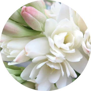 Tuberose Absolute - Living Libations