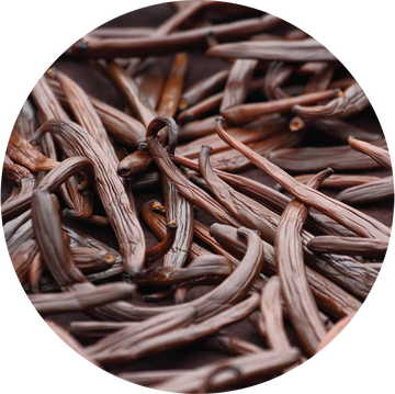 Vanilla Fusion Carrier Oil - Living Libations