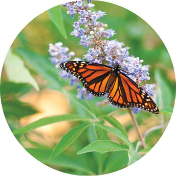 Vitex Berry Essential Oil - Living Libations