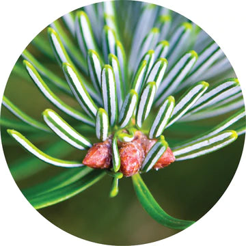 Fir White Essential Oil - Living Libations